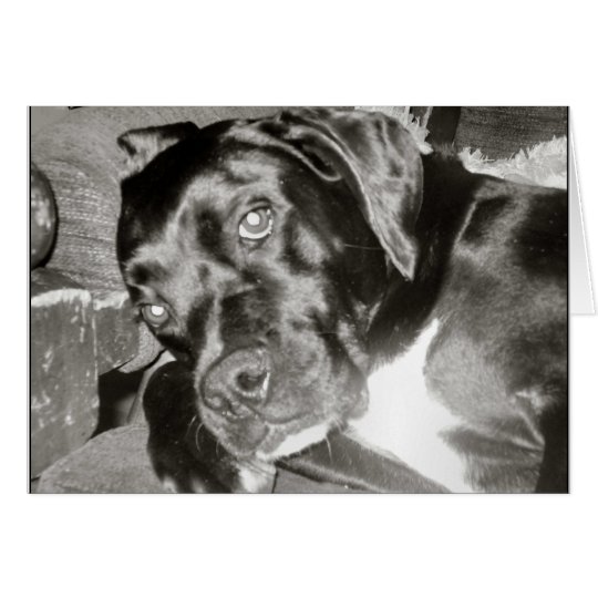 Canine Card