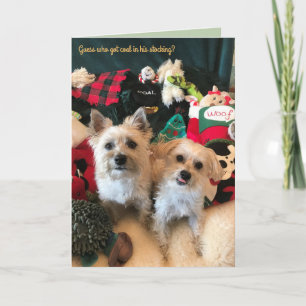 Canine Coal Collector Christmas Card