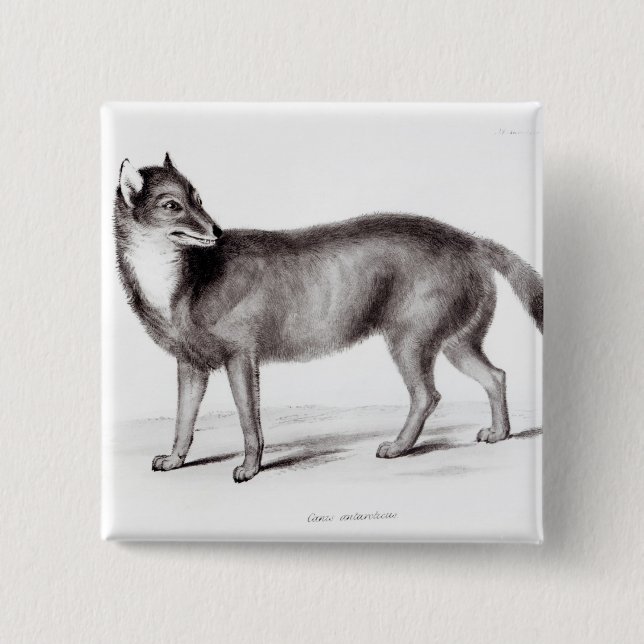 Canis Antarcticus 2 Inch Square Button (Front)