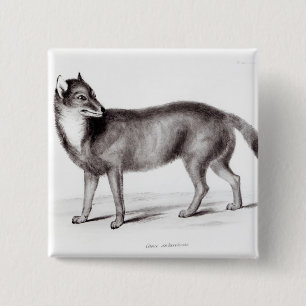 Canis Antarcticus 2 Inch Square Button