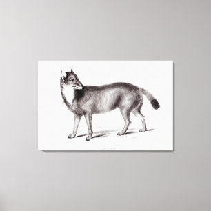 Canis Antarcticus Canvas Print