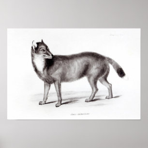 Canis Antarcticus Poster