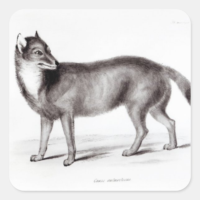Canis Antarcticus Square Sticker (Front)