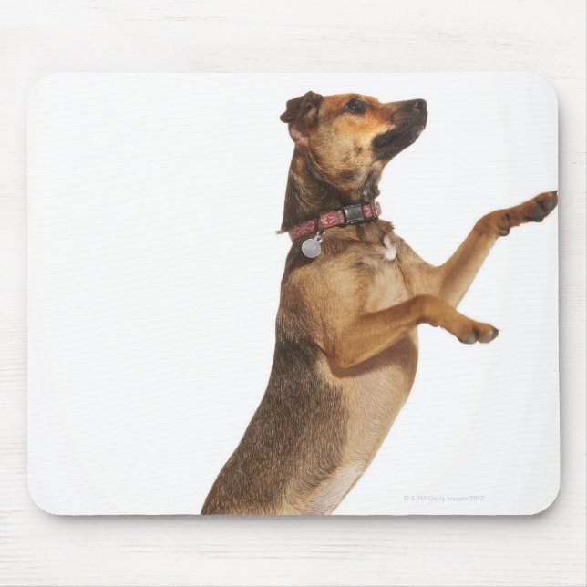 Canis familiaris 2 mouse pad (Front)