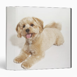 Canis familiaris binder