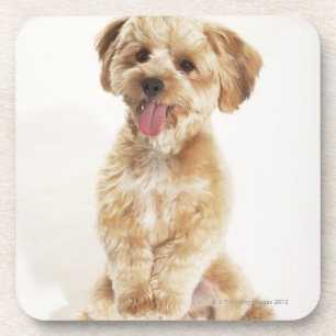 Canis familiaris coaster