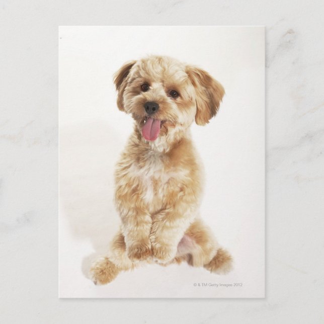 Canis familiaris postcard (Front)