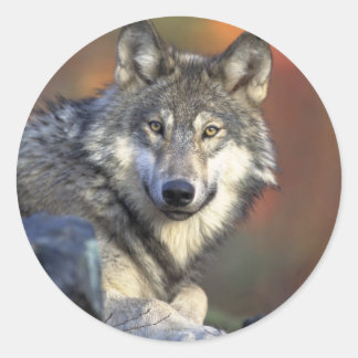 Canis_lupus_Grey Wolf Classic Round Sticker