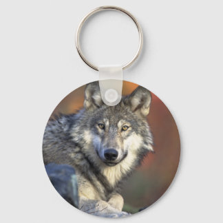 Canis_lupus_Grey Wolf Keychain