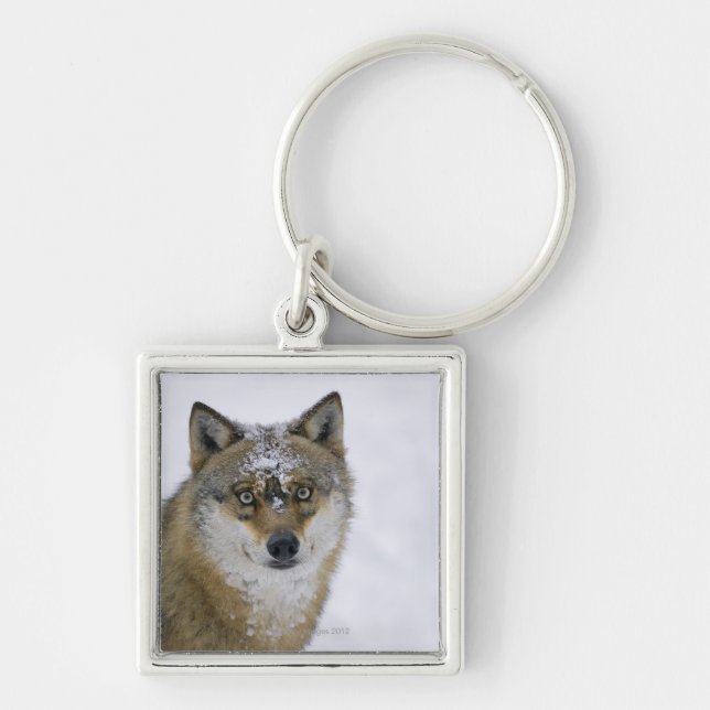 Canis lupus, Looking at Camera, Germany, Europa Keychain (Front)