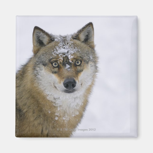 Canis lupus, Looking at Camera, Germany, Europa Magnet (Front)