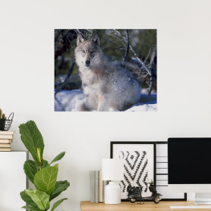 Canis_lupus_wolf wolves in wild poster