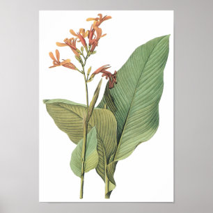 Canna Gigantea Poster