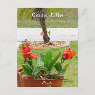 Canna Lilies fleurs florida Carte postale