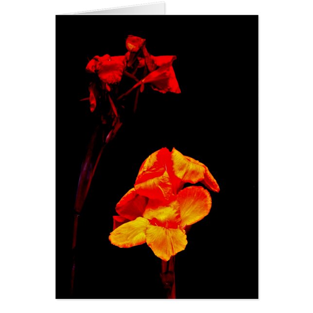 Canna Lilies on Black (Front)