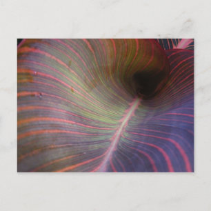 Canna Lily feuille ~ carte postale