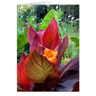 Canna Lily Stripes
