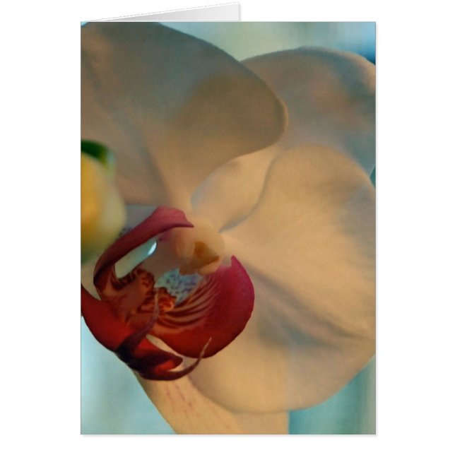 Canne à lèvres (Devant)