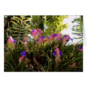 Cannette rose Bromeliad