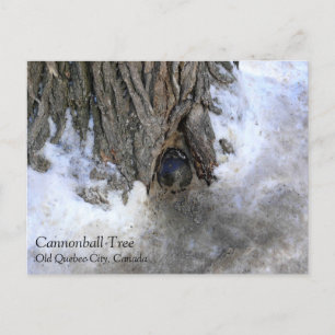 Cannonball Tree, Old Quebec City, Quebec, Canada Postcard