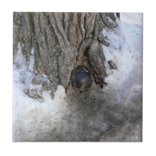 Cannonball Tree, Old Quebec City, Quebec, Canada Tile