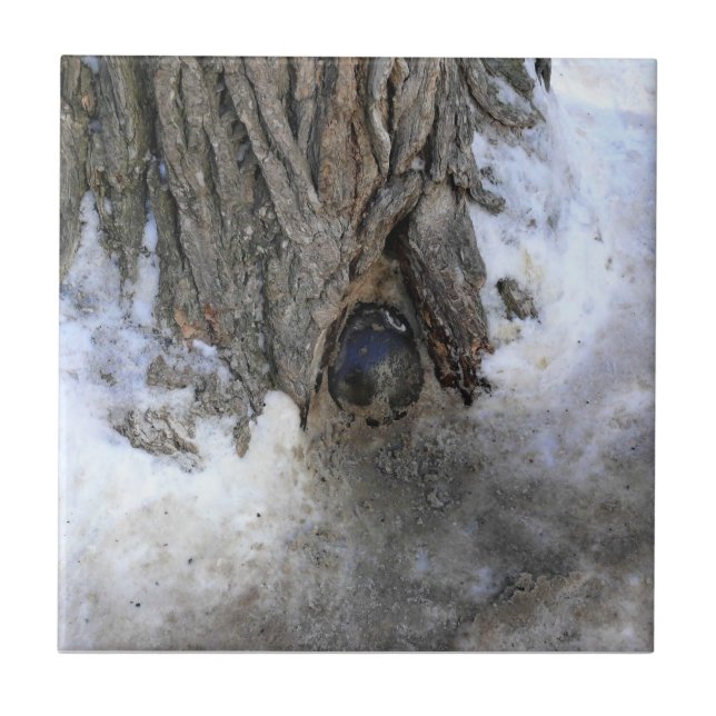 Cannonball Tree, Old Quebec City, Quebec, Canada Tile (Front)