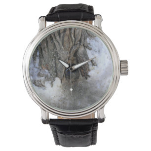 Cannonball Tree, Old Quebec City, Quebec, Canada Watch