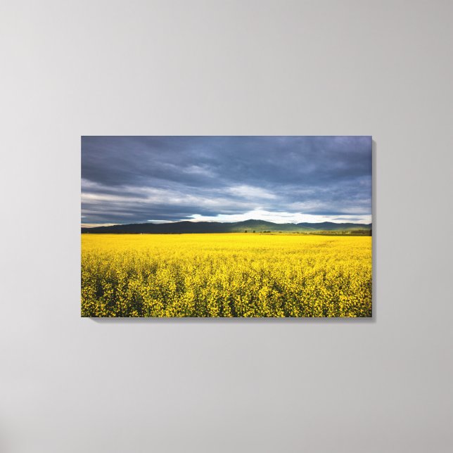 Canola field in morning light in the Flathead Canvas Print (Front)
