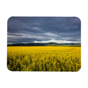 Canola field in morning light in the Flathead Magnet