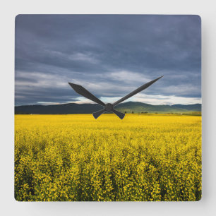 Canola field in morning light in the Flathead Square Wall Clock