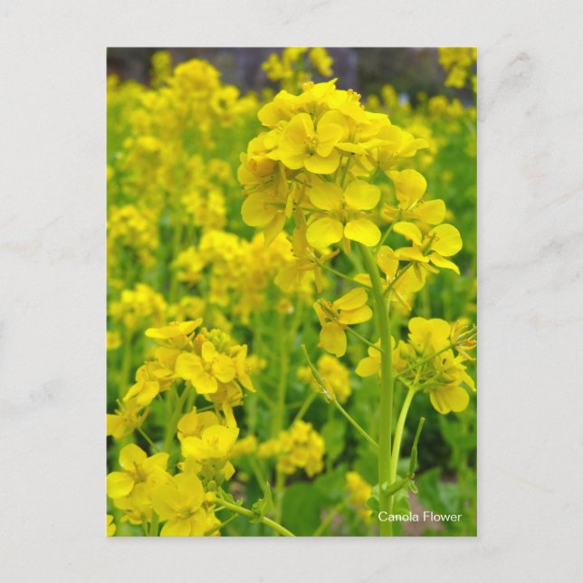 Canola Flower [Postcard] Postcard (Front)