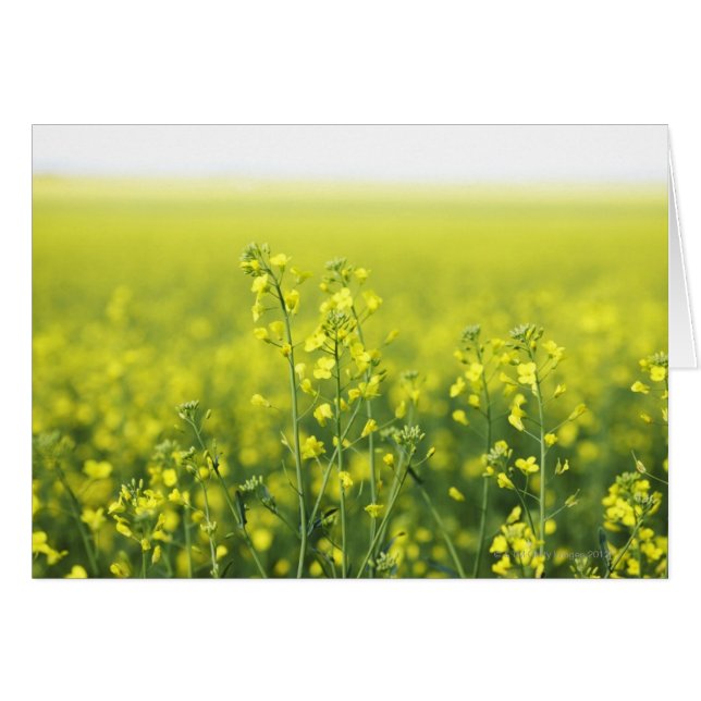 Canola Flowering in Field. (Front Horizontal)