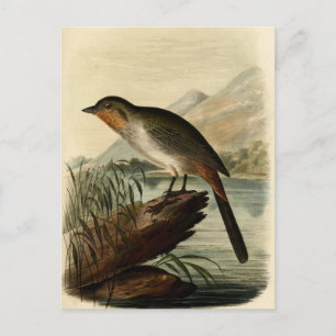 Canon Finch Postcard