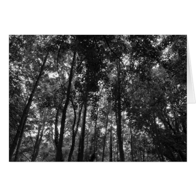 Canopée de bois 02 BW (Devant horizontal)