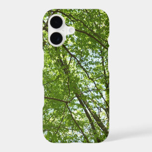 Canopée du printemps Feuille Green Nature Scene