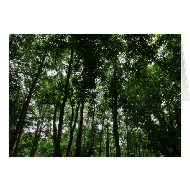 Canopée forestière 02 (Devant horizontal)