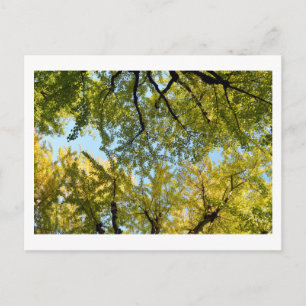 Canopée Ginkgo Leaf : Carte postale japonaise