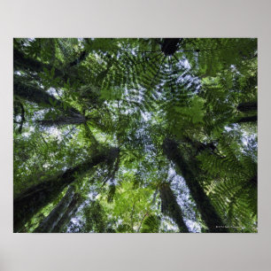 Canopies of ponga trees in lush native bush poster