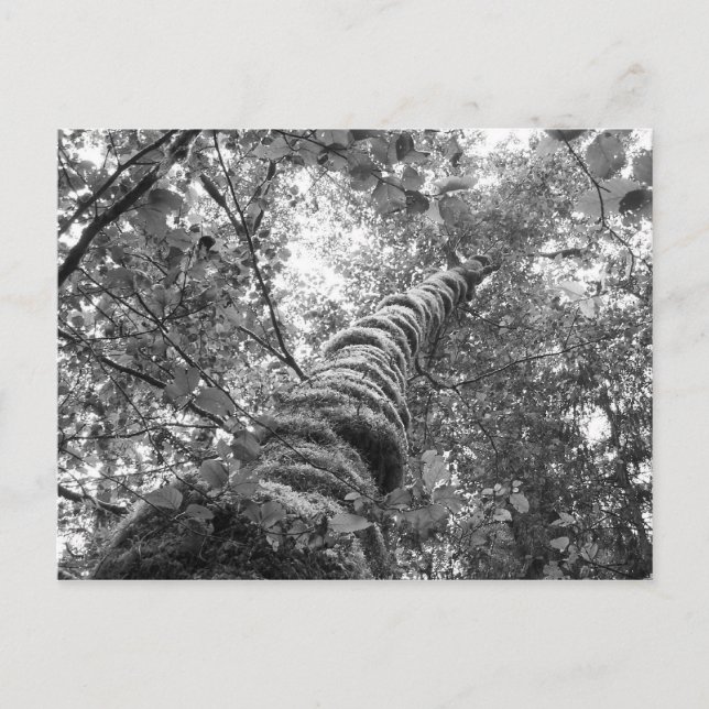 Canopy (b&w) Postcard (Front)