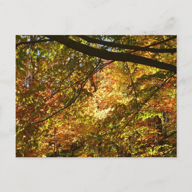 Canopy of Fall Leaves I Yellow Autumn Nature Postcard (Front)