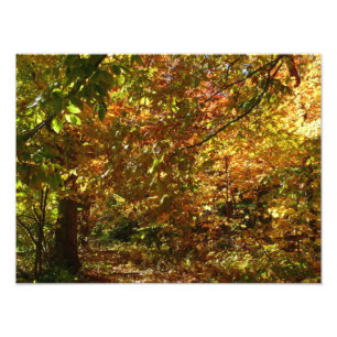Canopy of Fall Leaves II Yellow Autumn Photography Photo Print