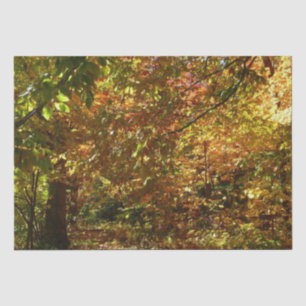 Canopy of Fall Leaves II Yellow Autumn Photography Tissue Paper