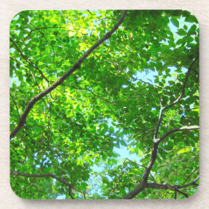 Canopy of Green, Leafy Branches with Blue Sky Coaster