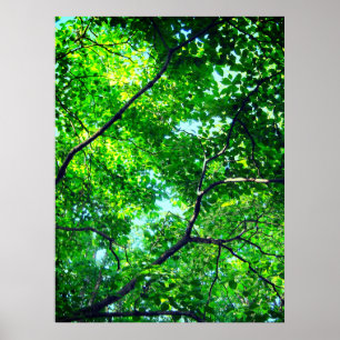 Canopy of Green, Leafy Branches with Blue Sky    Poster