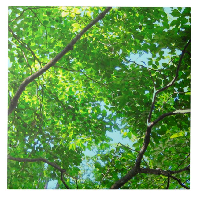 Canopy of Green, Leafy Branches with Blue Sky    Tile (Front)