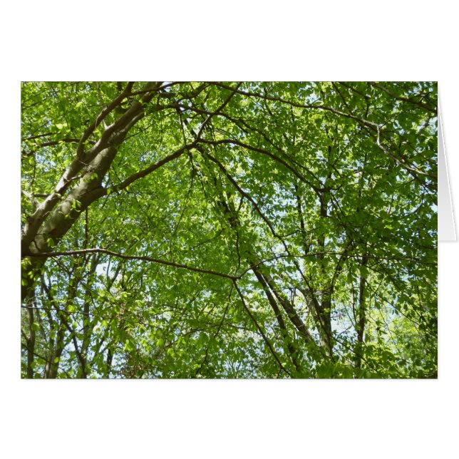 Canopy of Spring Leaves Green Nature Scene (Front Horizontal)