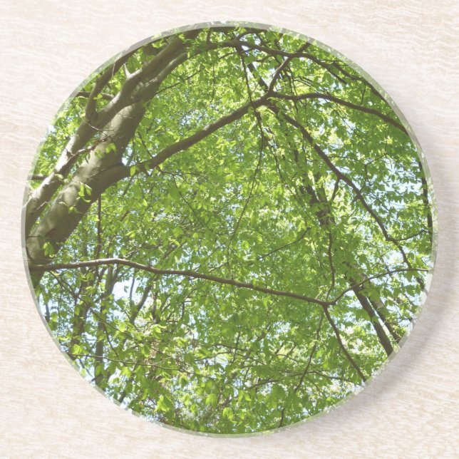 Canopy of Spring Leaves Green Nature Scene Coaster (Front)