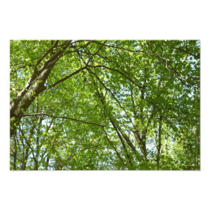 Canopy of Spring Leaves Green Nature Scene Photo Print