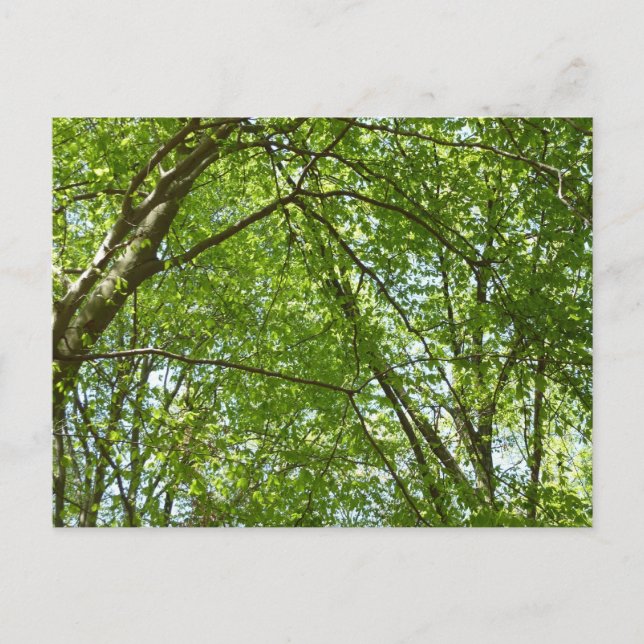 Canopy of Spring Leaves Green Nature Scene Postcard (Front)