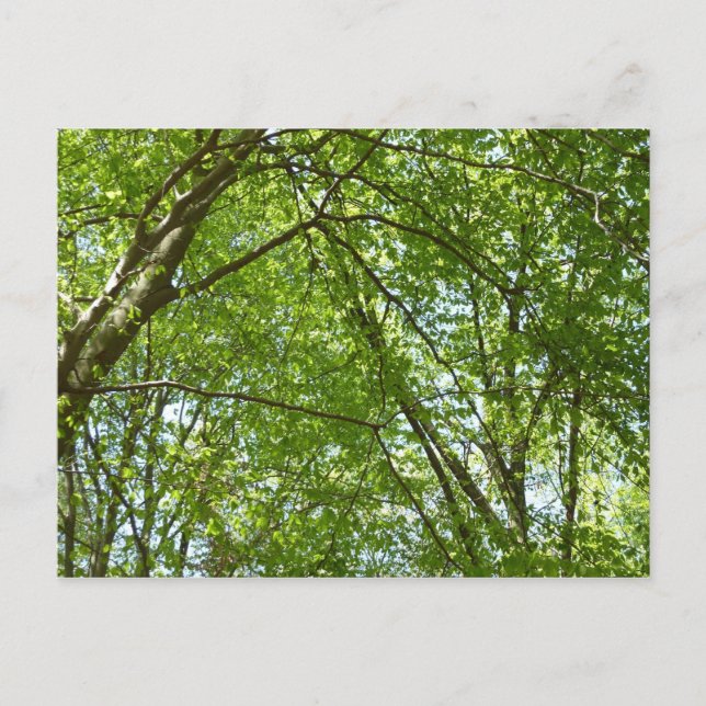 Canopy of Spring Leaves Green Nature Scene Postcard (Front)
